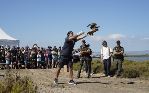 Alliberament d'un milà negre (Milvus migrans) per part de la Fundació Trenca. Delta Birding Festival 2026. Autoria: Paula Puy (XCN).